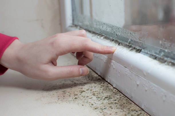 Best Crawl Space Mold Remediation  in Gerald, MO
